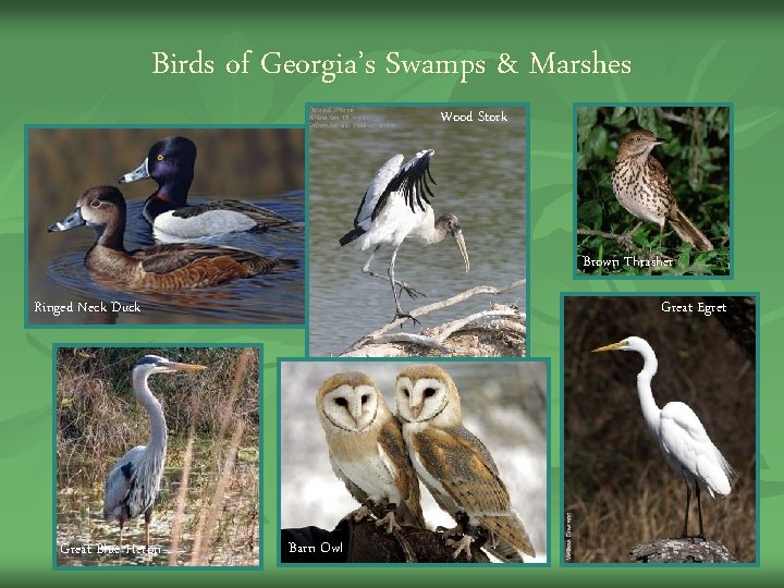 Birds of Georgia’s Swamps & Marshes Wood Stork Brown Thrasher Ringed Neck Duck Great Birds of Georgia’s Swamps & Marshes Wood Stork Brown Thrasher Ringed Neck Duck Great