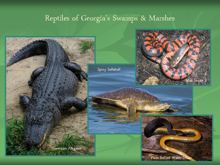 Reptiles of Georgia’s Swamps & Marshes Spiny Softshell Mud Snake American Alligator Plain Bellied Reptiles of Georgia’s Swamps & Marshes Spiny Softshell Mud Snake American Alligator Plain Bellied