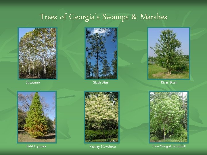Trees of Georgia’s Swamps & Marshes Sycamore Bald Cypress Slash Pine Parsley Hawthorn River Trees of Georgia’s Swamps & Marshes Sycamore Bald Cypress Slash Pine Parsley Hawthorn River
