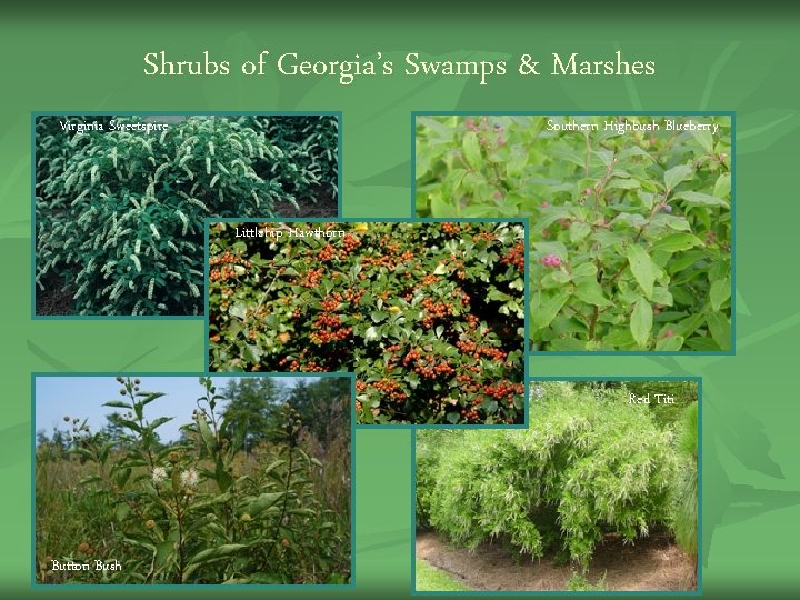 Shrubs of Georgia’s Swamps & Marshes Virginia Sweetspire Southern Highbush Blueberry Littlehip Hawthorn Red Shrubs of Georgia’s Swamps & Marshes Virginia Sweetspire Southern Highbush Blueberry Littlehip Hawthorn Red