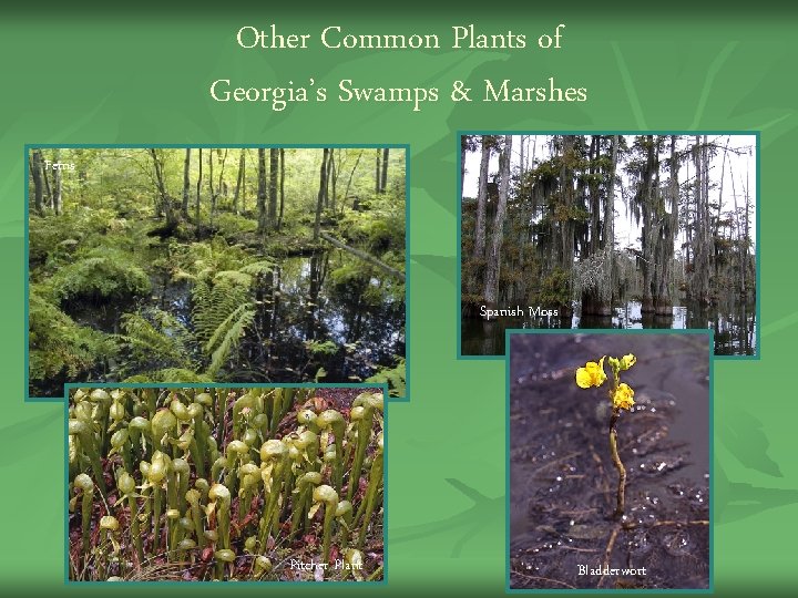 Other Common Plants of Georgia’s Swamps & Marshes Ferns Bladderwort Spanish Moss Pitcher Plant Other Common Plants of Georgia’s Swamps & Marshes Ferns Bladderwort Spanish Moss Pitcher Plant