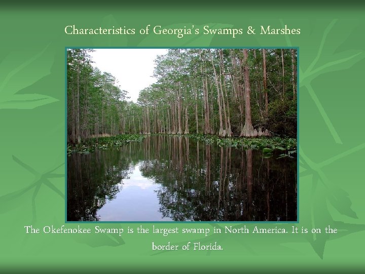 Characteristics of Georgia’s Swamps & Marshes The Okefenokee Swamp is the largest swamp in Characteristics of Georgia’s Swamps & Marshes The Okefenokee Swamp is the largest swamp in