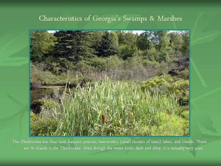 Characteristics of Georgia’s Swamps & Marshes The Okefenokee has four land features: prairies, hammocks, Characteristics of Georgia’s Swamps & Marshes The Okefenokee has four land features: prairies, hammocks,