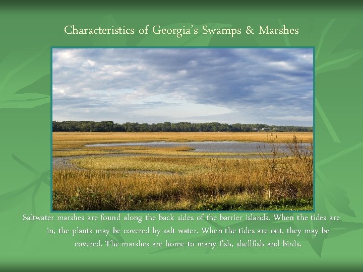 Characteristics of Georgia’s Swamps & Marshes Saltwater marshes are found along the back sides Characteristics of Georgia’s Swamps & Marshes Saltwater marshes are found along the back sides