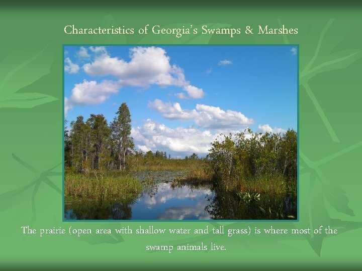 Characteristics of Georgia’s Swamps & Marshes The prairie (open area with shallow water and Characteristics of Georgia’s Swamps & Marshes The prairie (open area with shallow water and