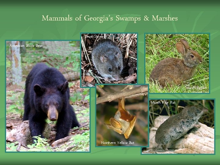 Mammals of Georgia’s Swamps & Marshes Least Shrew American Black Bear Marsh Rabbit Marsh Mammals of Georgia’s Swamps & Marshes Least Shrew American Black Bear Marsh Rabbit Marsh