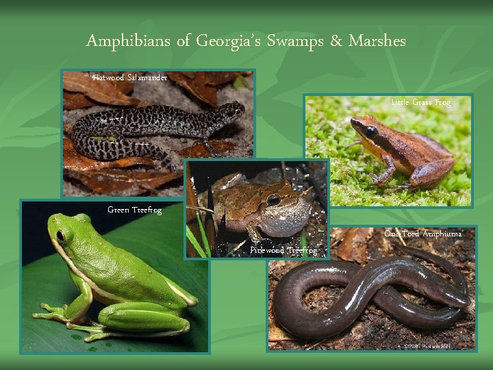 Amphibians of Georgia’s Swamps & Marshes Flatwood Salamander Little Grass Frog Green Treefrog Pinewood Amphibians of Georgia’s Swamps & Marshes Flatwood Salamander Little Grass Frog Green Treefrog Pinewood