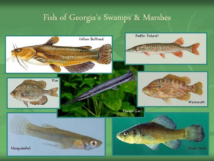 Fish of Georgia’s Swamps & Marshes Yellow Bullhead Redfin Pickerel Florida Gar Flier Warmouth Fish of Georgia’s Swamps & Marshes Yellow Bullhead Redfin Pickerel Florida Gar Flier Warmouth