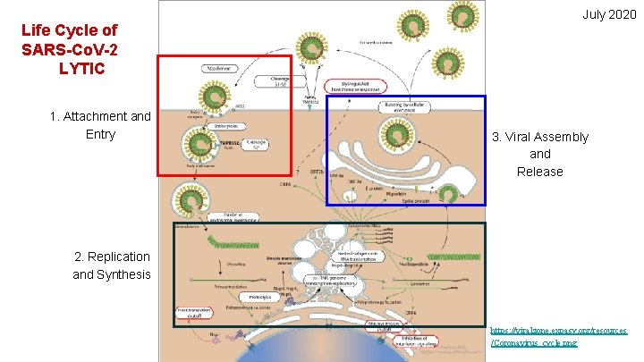 July 2020 Life Cycle of SARS-Co. V-2 LYTIC 1. Attachment and Entry 3. Viral