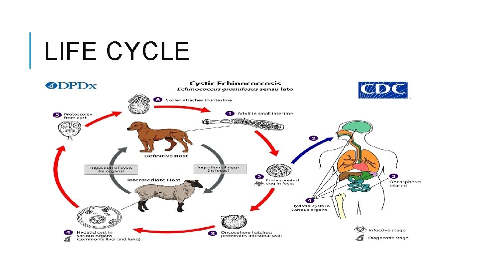 LIFE CYCLE 