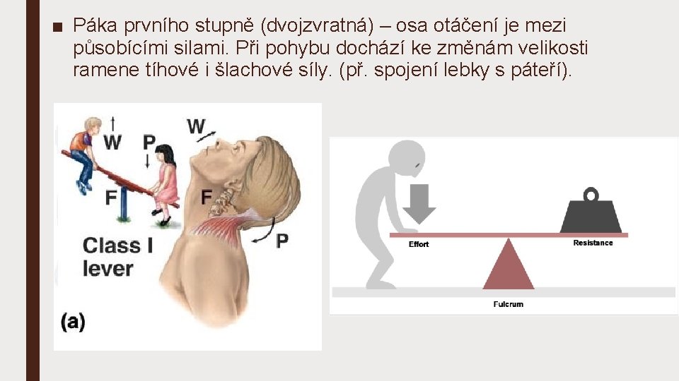 ■ Páka prvního stupně (dvojzvratná) – osa otáčení je mezi působícími silami. Při pohybu