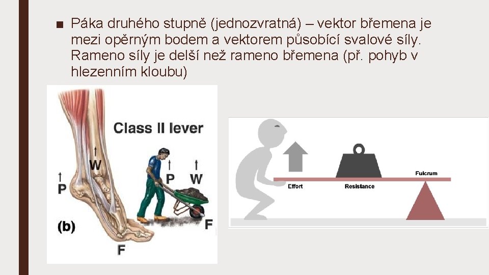 ■ Páka druhého stupně (jednozvratná) – vektor břemena je mezi opěrným bodem a vektorem