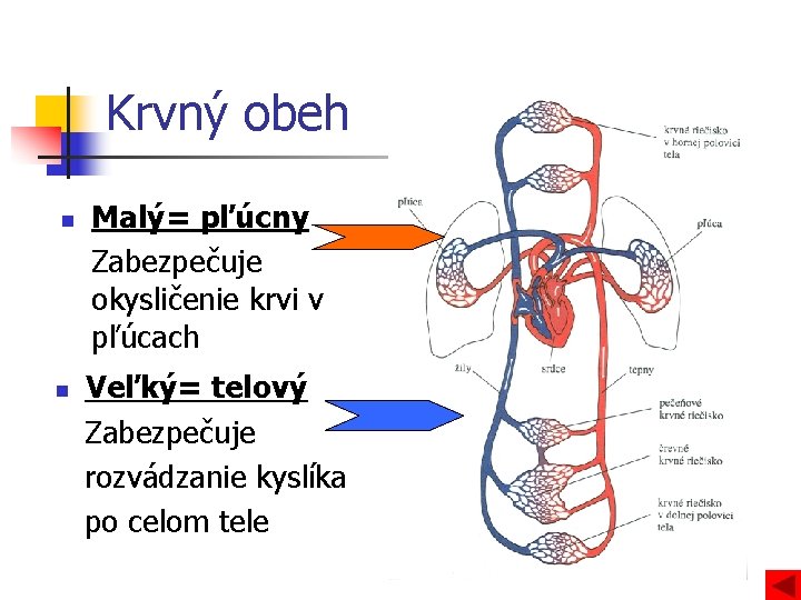 Krvný obeh n n Malý= pľúcny Zabezpečuje okysličenie krvi v pľúcach Veľký= telový Zabezpečuje