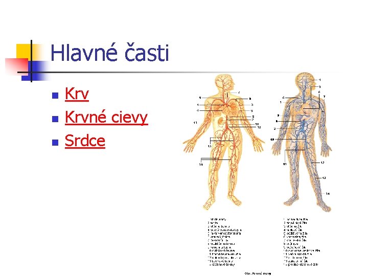 Hlavné časti n n n Krvné cievy Srdce 