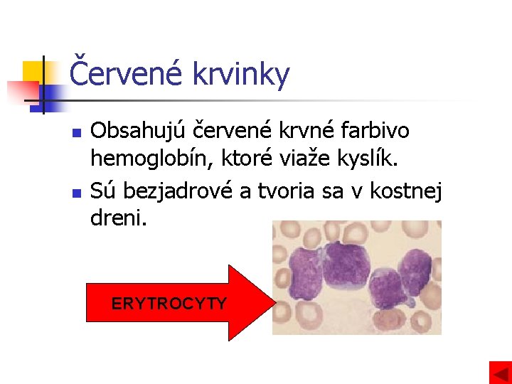 Červené krvinky n n Obsahujú červené krvné farbivo hemoglobín, ktoré viaže kyslík. Sú bezjadrové