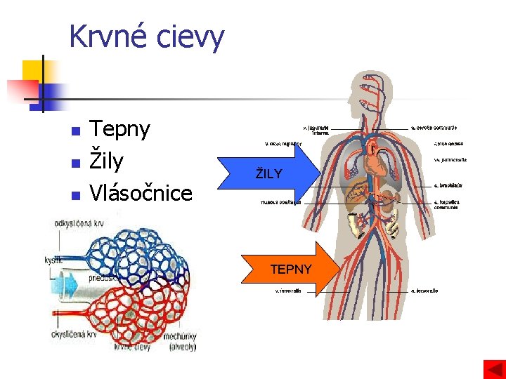 Krvné cievy n n n Tepny Žily Vlásočnice ŽILY TEPNY 