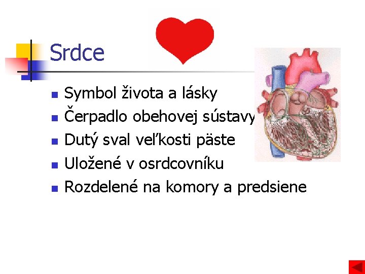 Srdce n n n Symbol života a lásky Čerpadlo obehovej sústavy Dutý sval veľkosti