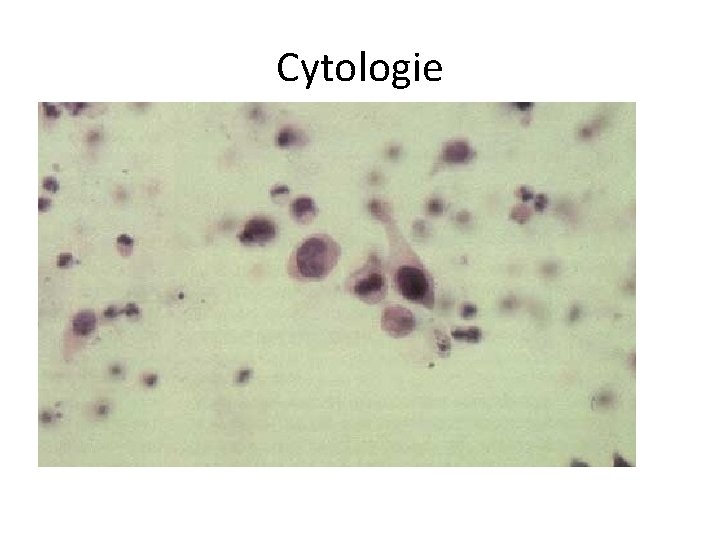 Cytologie 