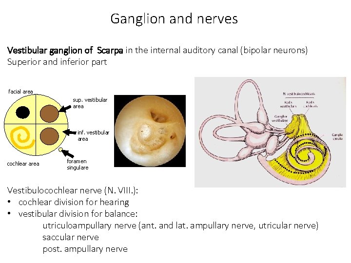 Ganglion and nerves Vestibular ganglion of Scarpa in the internal auditory canal (bipolar neurons)