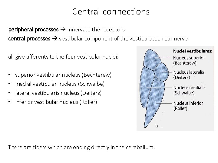 Central connections peripheral processes innervate the receptors central processes vestibular component of the vestibulocochlear