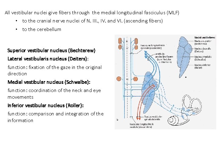 All vestibular nuclei give fibers through the medial longitudinal fasciculus (MLF) • to the