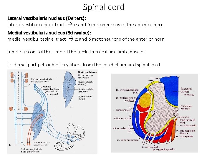 Spinal cord Lateral vestibularis nucleus (Deiters): lateral vestibulospinal tract α and δ motoneurons of