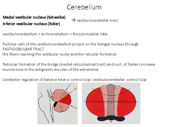 Cerebellum Medial vestibular nucleus (Schwalbe) Inferior vestibular nucleus (Roller) vestibulocerebellar tract vestibulocerebellum = archicerebellum