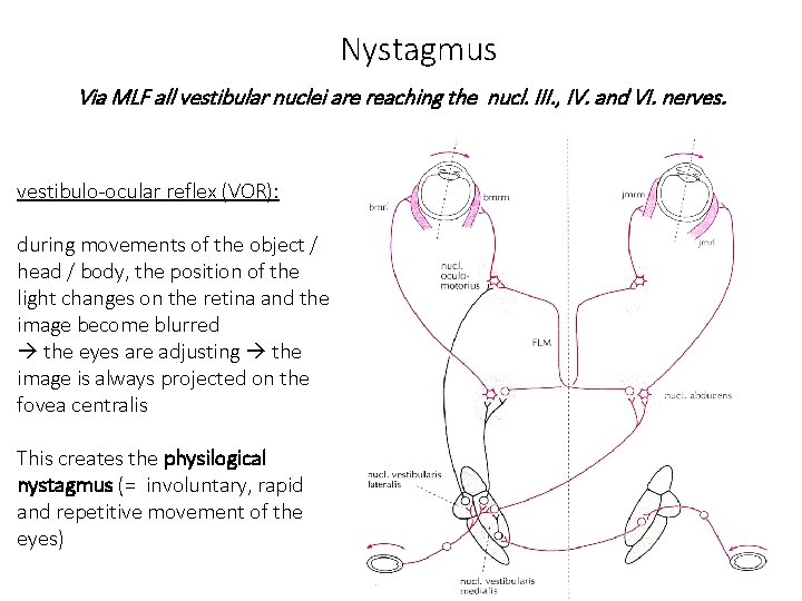 Nystagmus Via MLF all vestibular nuclei are reaching the nucl. III. , IV. and