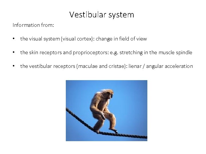 Vestibular system Information from: • the visual system (visual cortex): change in field of