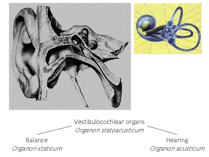 Vestibulocochlear organs Organon statoacusticum Balance Organon staticum Hearing Organon acusticum 