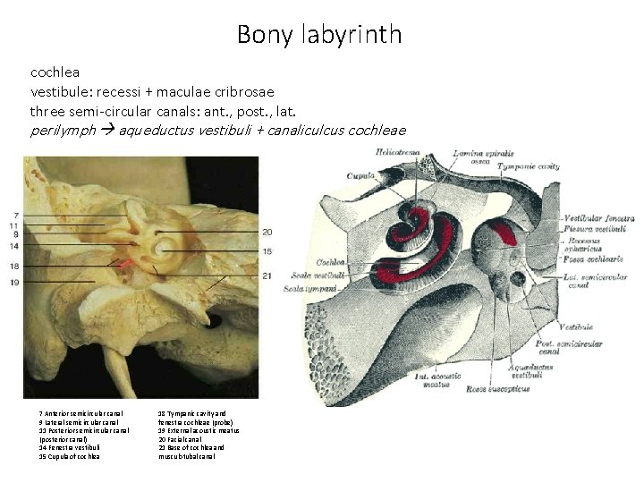 Bony labyrinth cochlea vestibule: recessi + maculae cribrosae three semi-circular canals: ant. , post.