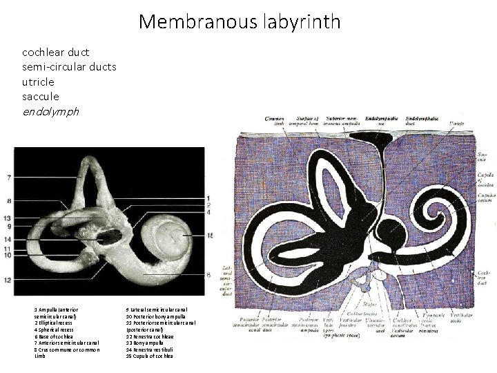 Membranous labyrinth cochlear duct semi-circular ducts utricle saccule endolymph 1 Ampulla (anterior semicircular canal)