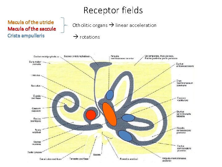 Receptor fields Macula of the utricle Macula of the saccule Crista ampullaris Otholitic organs