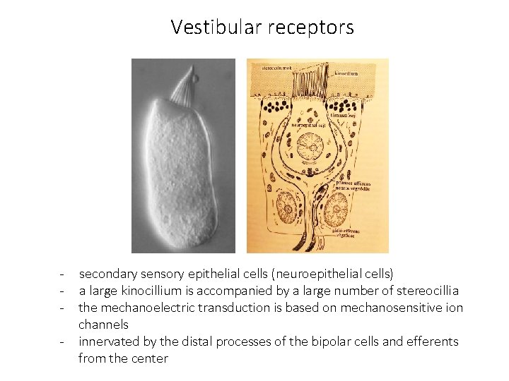 Vestibular receptors - - secondary sensory epithelial cells (neuroepithelial cells) a large kinocillium is