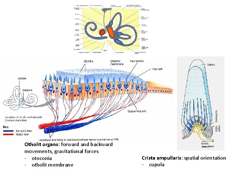 Otholit organs: forward and backward movements, gravitational forces - otoconia - otholit membrane Crista