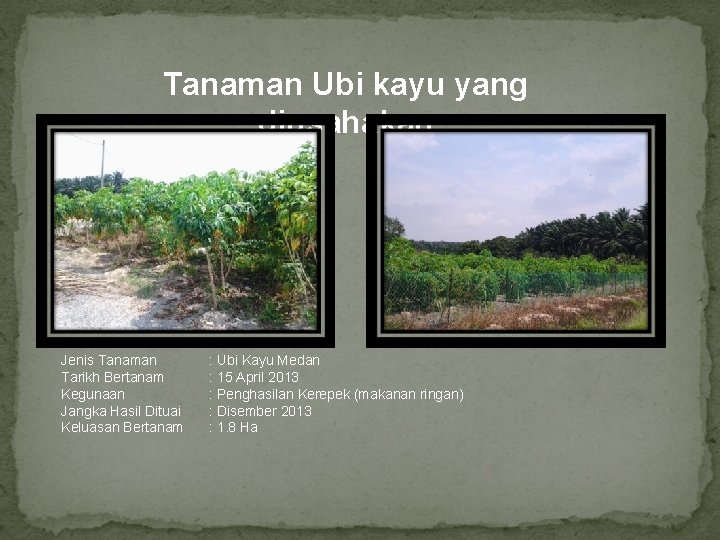 Tanaman Ubi kayu yang diusahakan Jenis Tanaman Tarikh Bertanam Kegunaan Jangka Hasil Dituai Keluasan