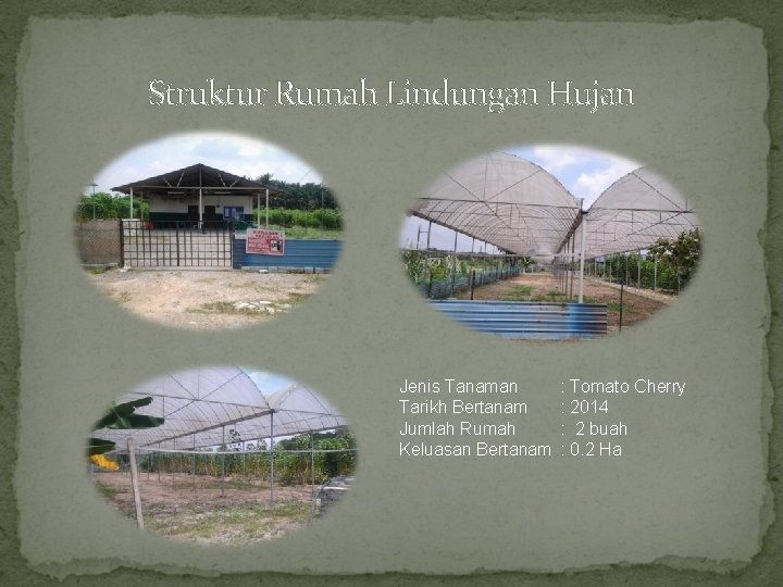 Struktur Rumah Lindungan Hujan Jenis Tanaman Tarikh Bertanam Jumlah Rumah Keluasan Bertanam : Tomato