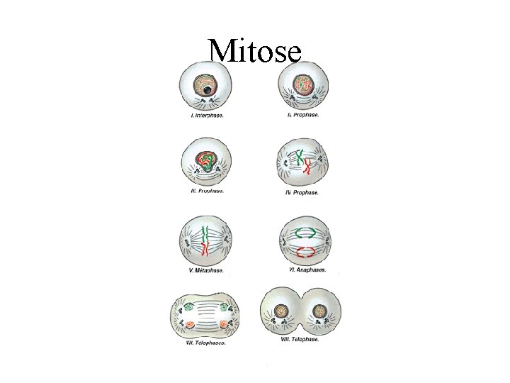 Mitose 