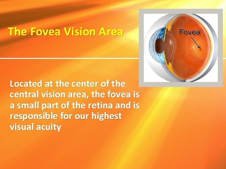 The Fovea Vision Area Located at the center of the central vision area, the