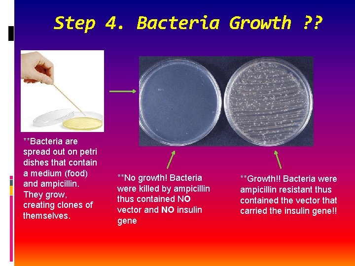 Step 4. Bacteria Growth ? ? **Bacteria are spread out on petri dishes that
