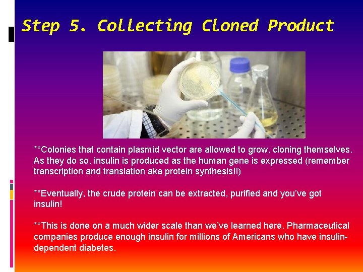 Step 5. Collecting Cloned Product **Colonies that contain plasmid vector are allowed to grow,