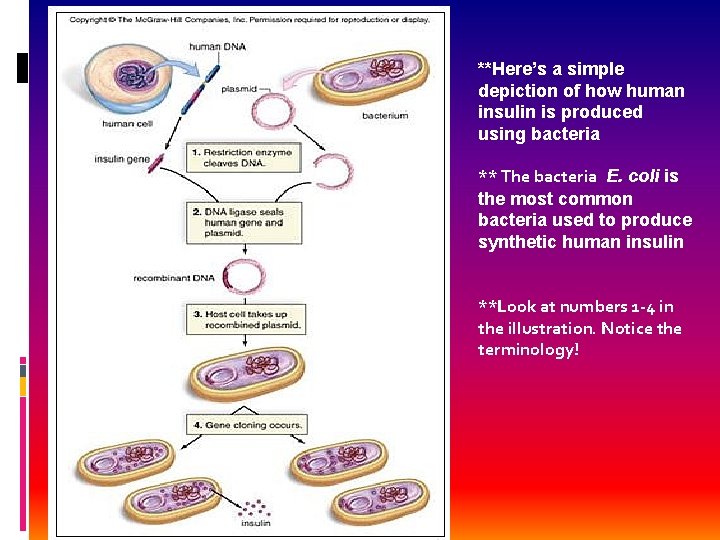 **Here’s a simple depiction of how human insulin is produced using bacteria ** The