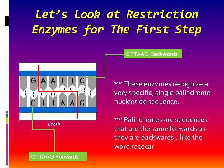 Let’s Look at Restriction Enzymes for The First Step CTTAAG Backwards ** These enzymes