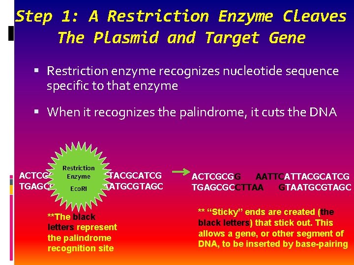 Step 1: A Restriction Enzyme Cleaves The Plasmid and Target Gene Restriction enzyme recognizes