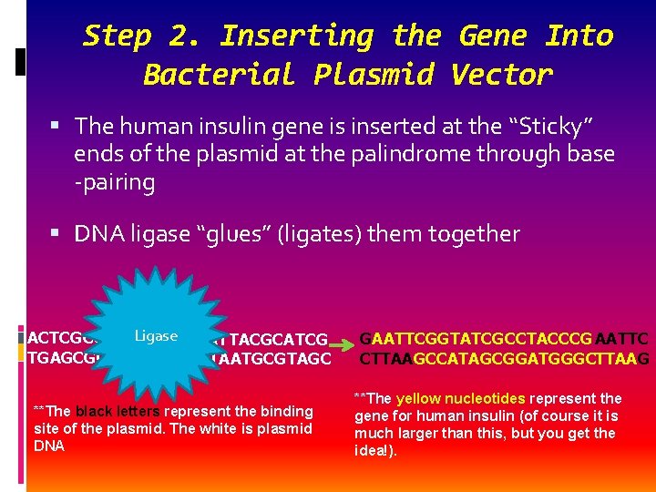 Step 2. Inserting the Gene Into Bacterial Plasmid Vector The human insulin gene is