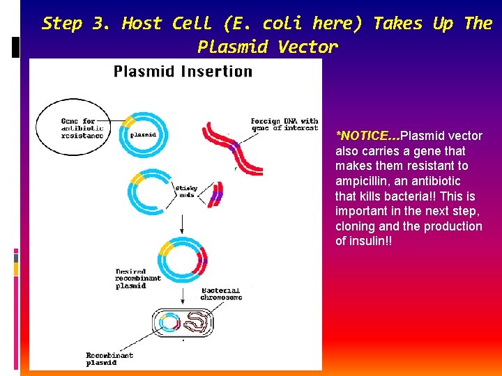 Step 3. Host Cell (E. coli here) Takes Up The Plasmid Vector *NOTICE…Plasmid vector