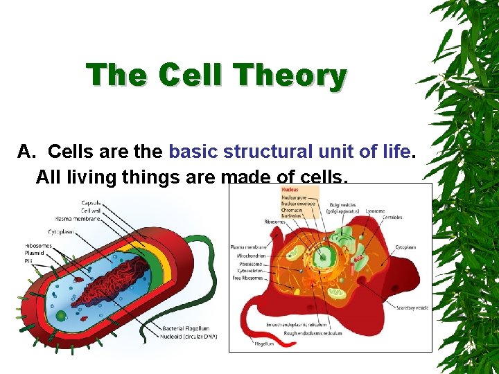 The Cell Theory A. Cells are the basic structural unit of life. All living