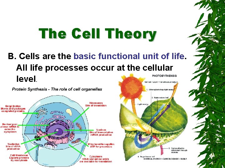 The Cell Theory B. Cells are the basic functional unit of life. All life