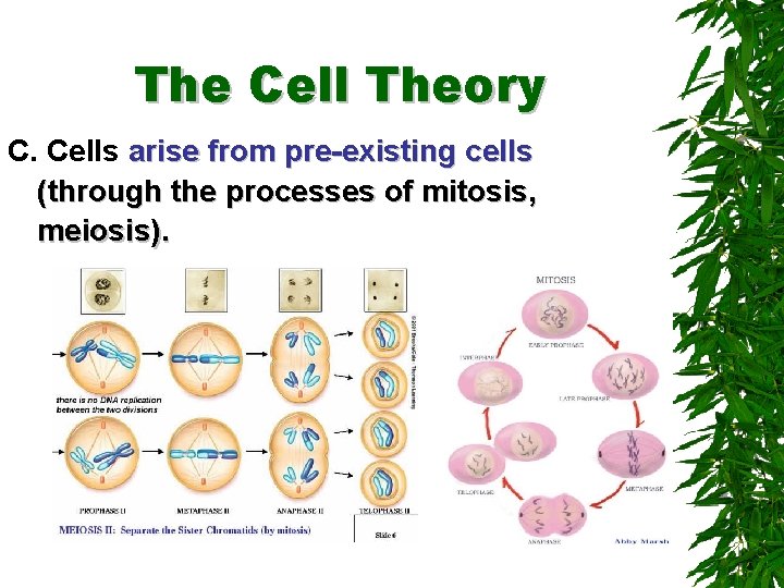 The Cell Theory C. Cells arise from pre-existing cells (through the processes of mitosis,