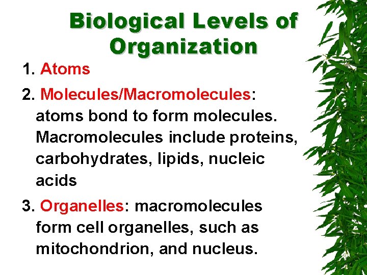 Biological Levels of Organization 1. Atoms 2. Molecules/Macromolecules: atoms bond to form molecules. Macromolecules